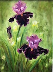
 purple irises.jpg